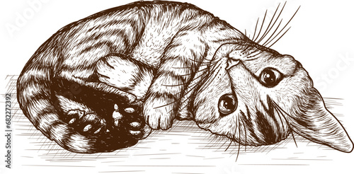 Vector illustration of a tabby kitten curled into a ball in engraving style
