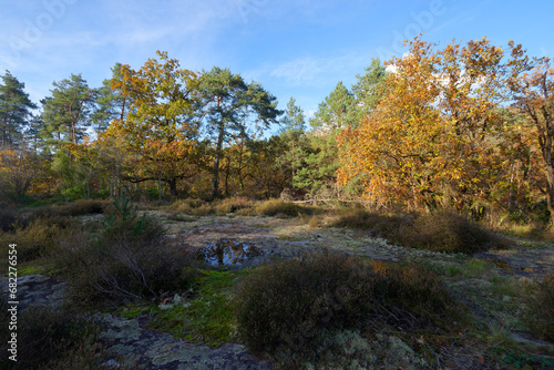 Country path in Buthiers forest. French Gatinais Regional Nature Park