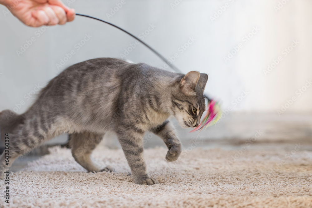 Curious young cat playing indoor with his owner at home Curious young cat playing indoor with his owner at home