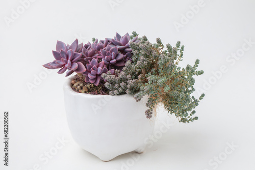 Green and purple houseplant in white ceramic pot on white background. Echeveria sugar jelly and sedum dasyphyllum minor on white background