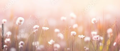 white blossom flower field with bokeh and glow light, dream like fantasy in misty morning wildflower meadow, Generative Ai