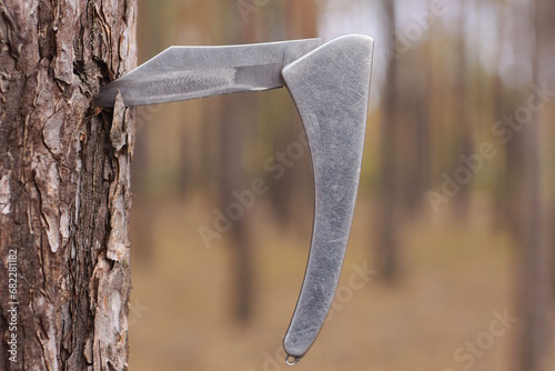 one white iron folding knife sticks out in the gray bark of a pine tree outdoors in nature