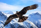 a skua bird soaring against a backdrop of snow-capped mountains