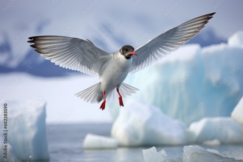 Fototapeta premium an antarctic tern mid-flight against a backdrop of icebergs