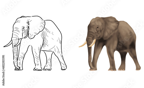 Elephant vector coloring page image. Elephant Vector. Elephant Sketch