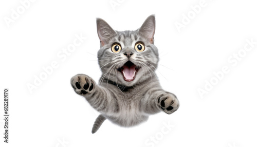 jumping grey cat isolated on transparent background cutout