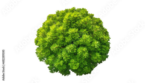 green tree top view isolated on transparent background cutout