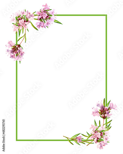 Fototapeta Naklejka Na Ścianę i Meble -  The horizontal rectangular frame is decorated with watercolor mountain thyme flowers. Blooming flowers on a white background. Fragrant kitchen herbs for herbal tea. Mediterranean cuisine ingredients