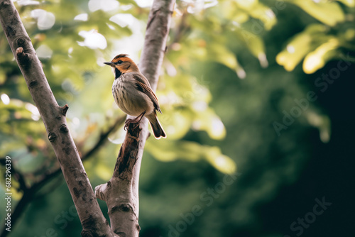 Pássaro pousado em um galho de árvore na natureza - Papel de parede  photo