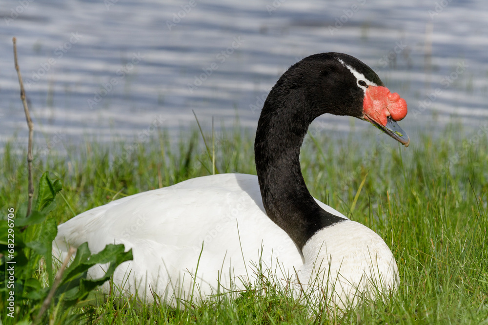 Schwarzhalsschwan, Cygnus Melancoryphus, Chile