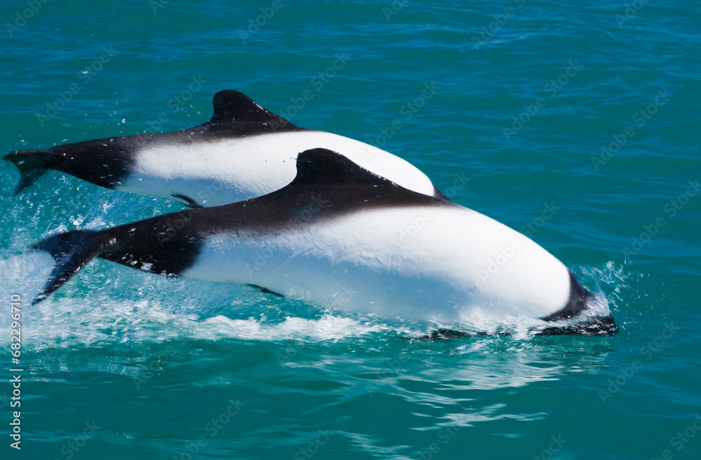 Commerson's Delfin (Cephalorhynchus commersonii), Patagonien, Argentinien, Südamerika