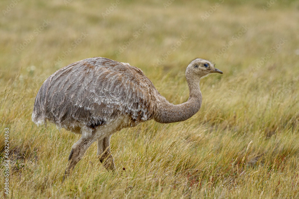 Darwin-Nandu (Pterocnemia pennata), Seno Otway, Chile, Südamerika