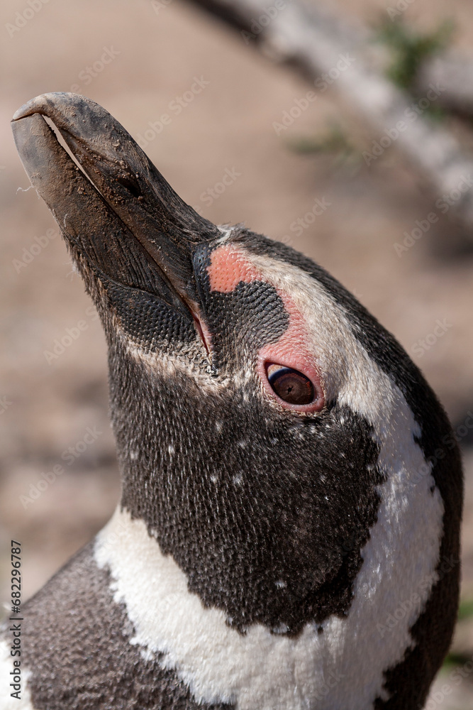 Porträt eines Magellan Pinguin (Speniscus magellanicus), Punta Tombo, Argentinien, Südamerika