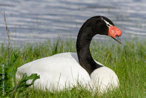 Obraz na płótnie Schwarzhalsschwan, Cygnus Melancoryphus, Chile w salonie