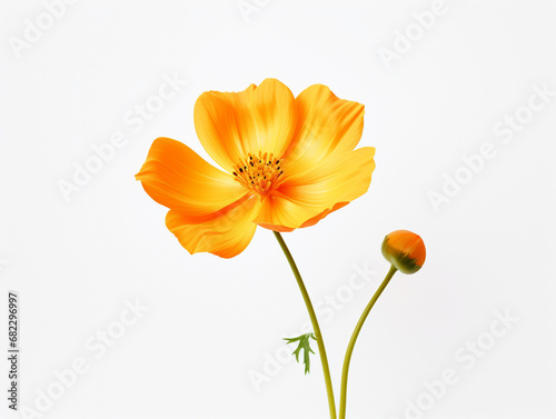 yellow flower isolated on white background  in the style of orange created with Generative Ai
