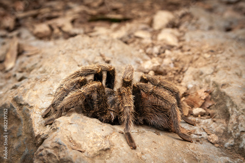 Rote Chilevogelspinne (Grammostola rosea) in Chile, Südamerika photo