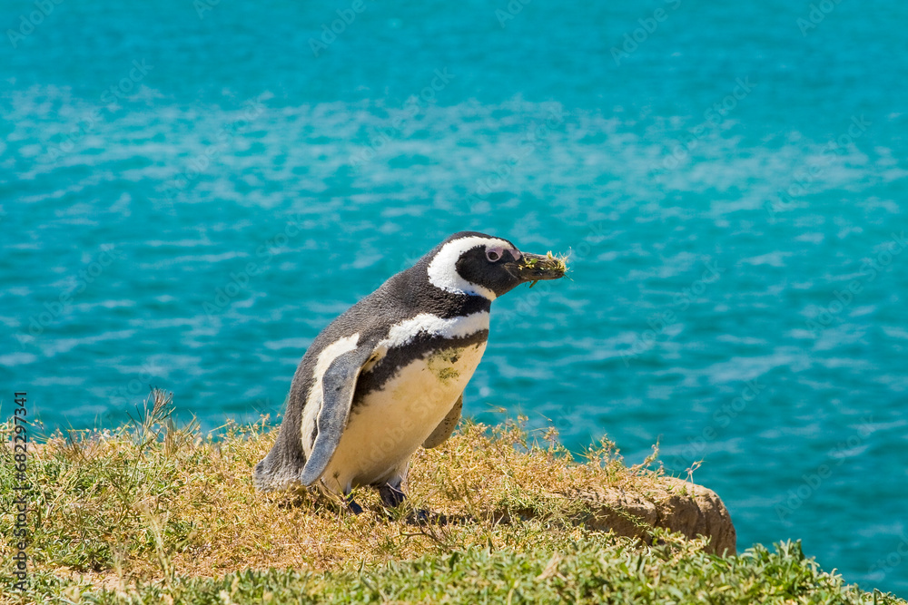 Magellan Pinguin (Speniscus magellanicus), Halbinsel Valdes, Argentinien, Südamerika