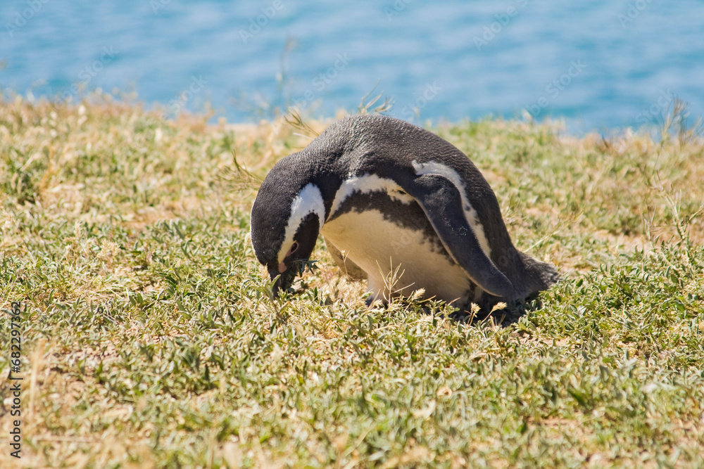 Magellan Pinguin (Speniscus magellanicus), Halbinsel Valdes, Argentinien, Südamerika