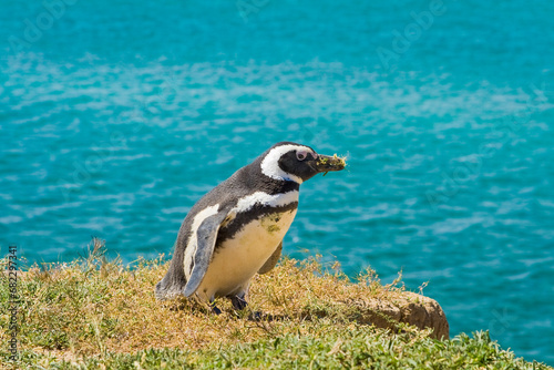 Obraz na płótnie Magellan Pinguin (Speniscus magellanicus), Halbinsel Valdes, Argentinien, Südamerika w salonie