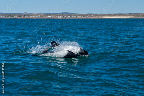 Obraz na płótnie Commerson's Delfin (Cephalorhynchus commersonii), Patagonien, Argentinien, Südamerika w salonie