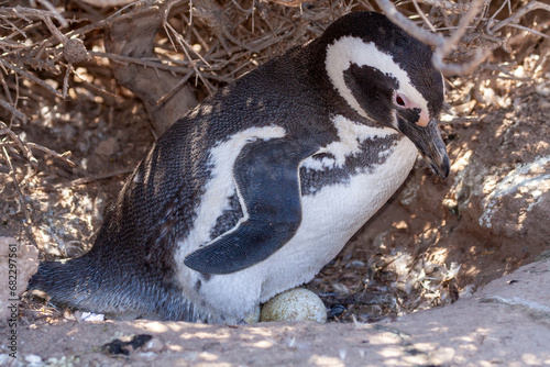 Magellan Pinguin (Speniscus magellanicus) bei der Brutpflege, Punta Tombo,Argentinien,Südamerika photo