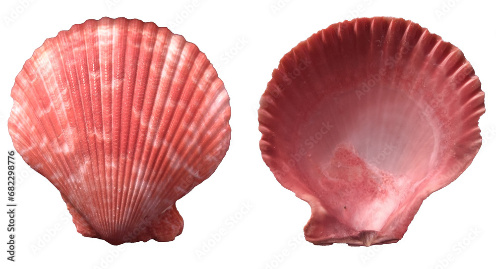 Fototapeta premium Top view of red scallop seashell isolated on white background, front and back.