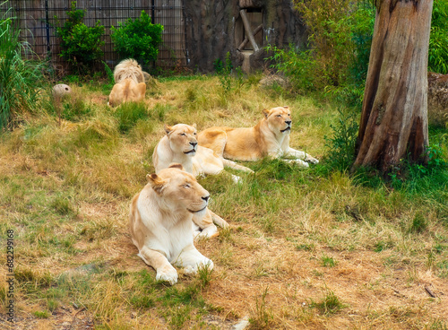 Three lioness resting on a warm day with a male lion in the background
