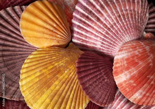 Close up shot of colorful seashells. Beach and travel background. Selective focus shot with depth of field.