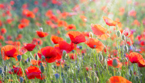field of red poppy flowers natural background