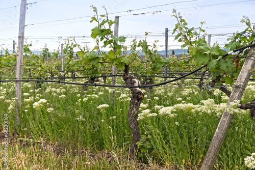 Bewässerung von Weinstöcken im Bioweinbau photo