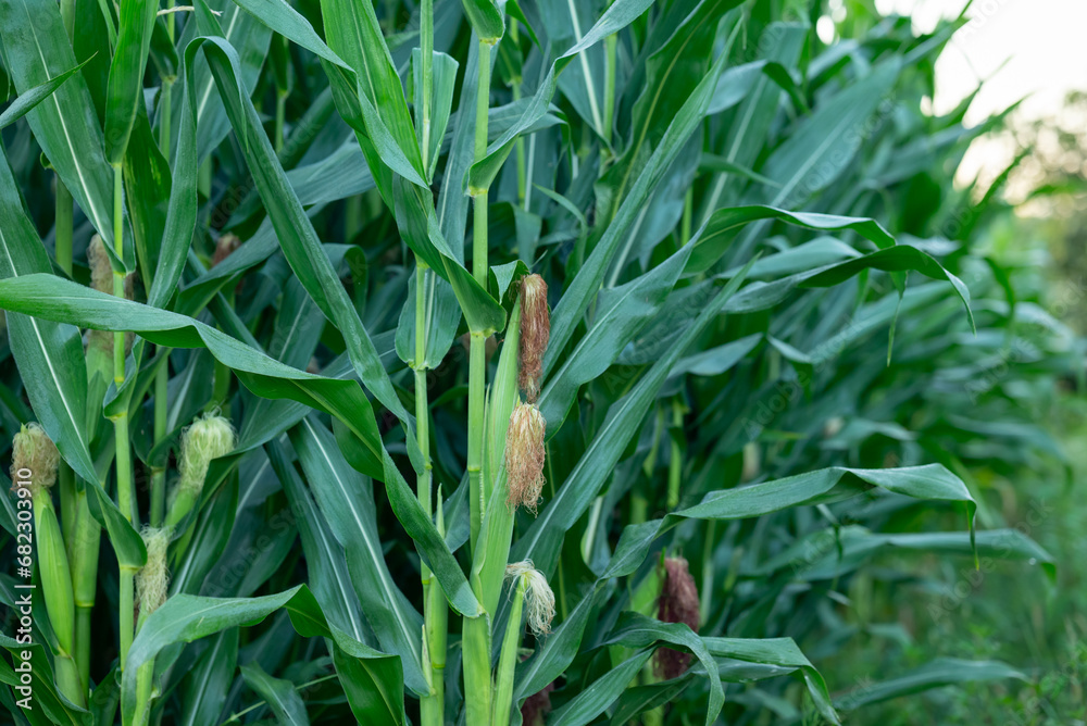 Corn growing on farm. Early morning on agricultural field, big ripe corn cobs on plants Corn growing on farm. Early morning on agricultural field, big ripe corn cobs on plants