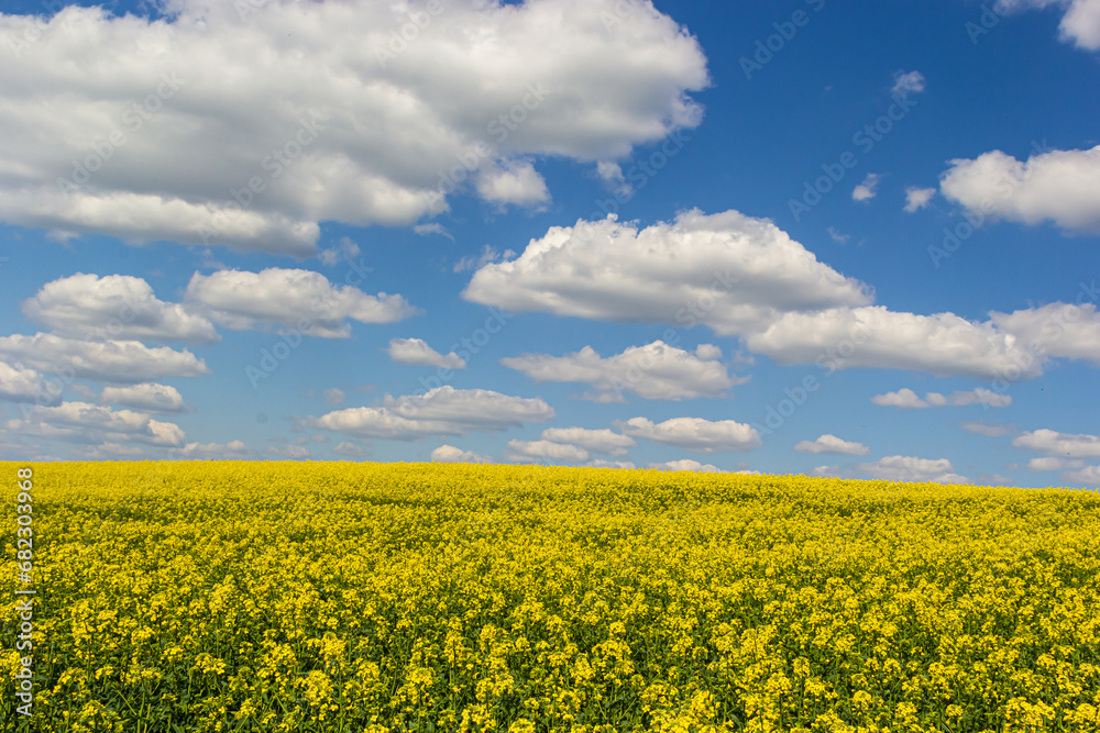 The rapeseed field blooms with bright yellow flowers on blue sky in Ukraine. Closeup