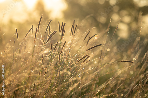Close up of grass in morning dew in the wild field. Bright sunny morning in the countryside, sun illuminating grass