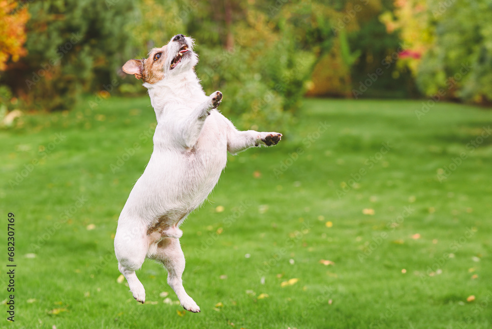 Happy active dog jumping outdoors to catch a toy playing at backyard grass Happy active dog jumping outdoors to catch a toy playing at backyard grass