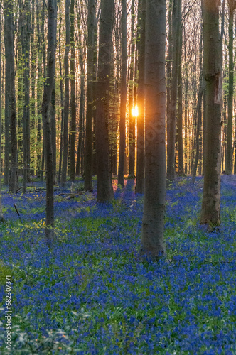 The rising sun illumingating a flowerbed of bluebells in the Hallerbos  on an early spring morning.