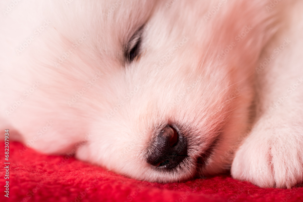 White fluffy small Samoyed puppy dog is sleeping on red background White fluffy small Samoyed puppy dog is sleeping on red background