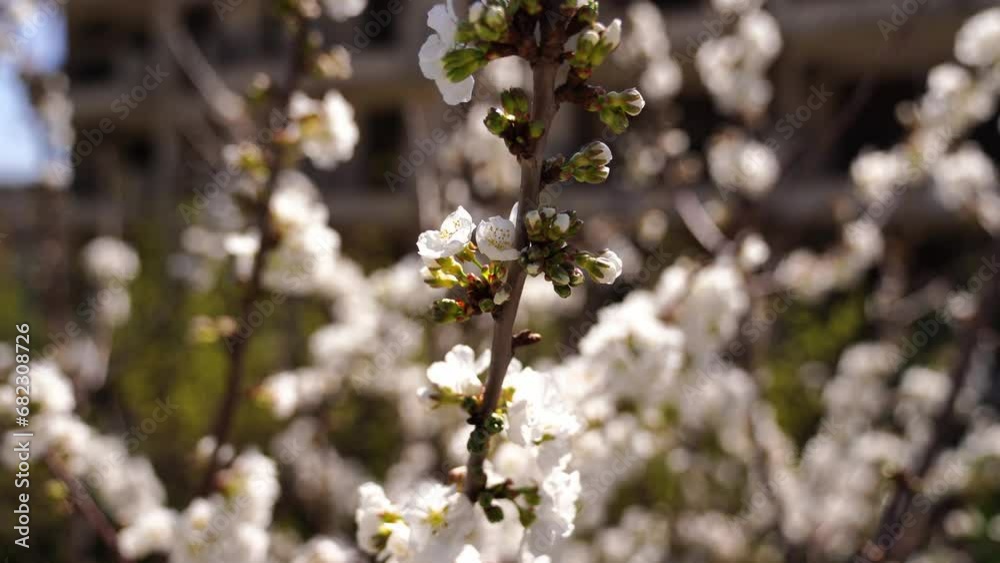 Bees fly near cherry blossom near the house. High quality 4k footage Bees fly near cherry blossom near the house. High quality 4k footage