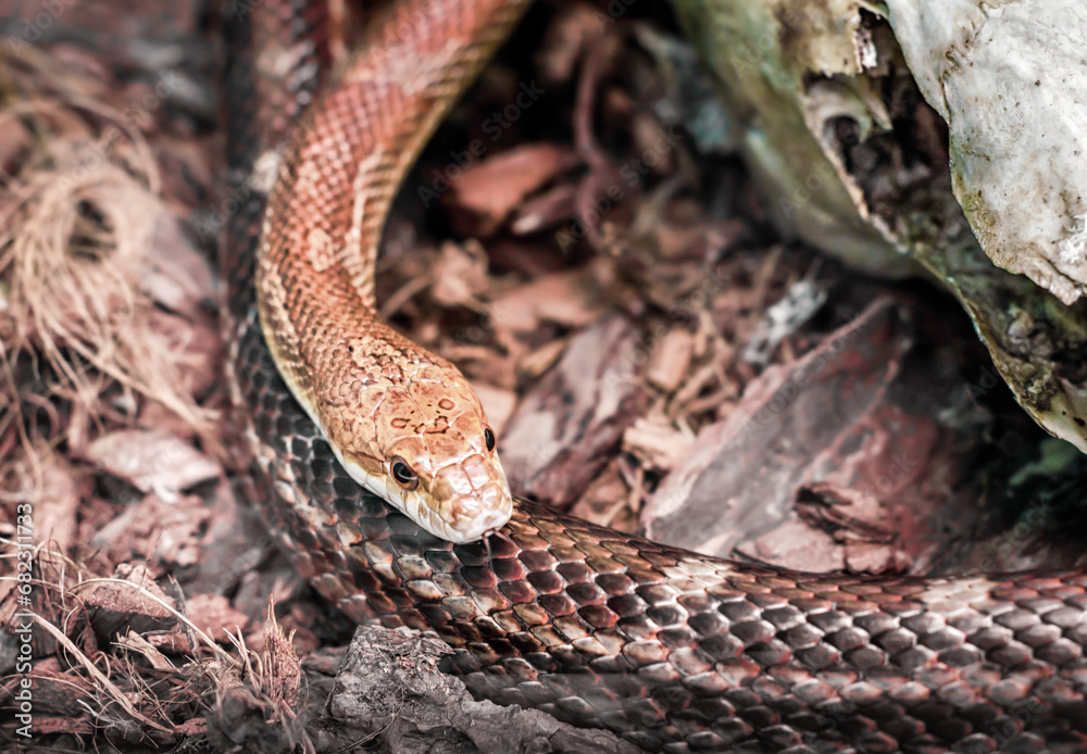 Fototapeta premium dangerous snake hunting in the forest