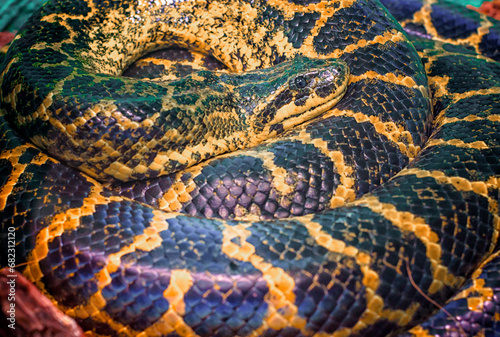 Paraguayan South or Yellow Anaconda is ringed by a ring