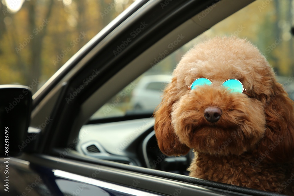 Cute dog in sunglasses inside black car, view from outside Cute dog in sunglasses inside black car, view from outside