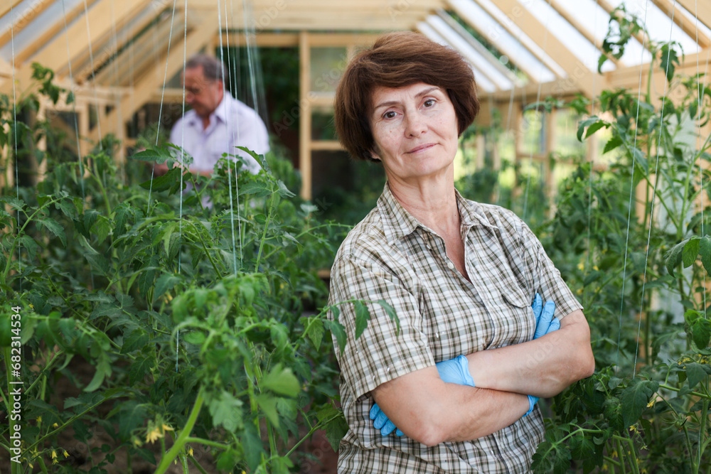 Obraz premium Man and a woman gardeners collect tomatoes in a greenhouse