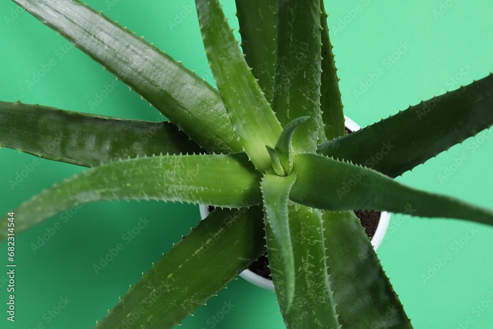 Beautiful aloe vera plant on green background, top view Beautiful aloe vera plant on green background, top view