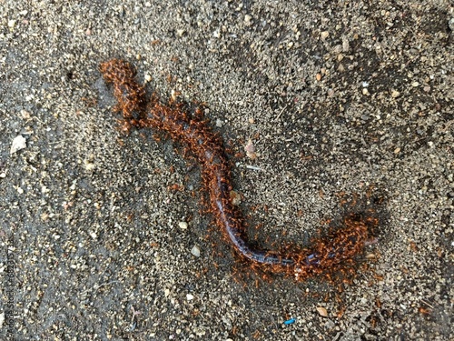 Earthworms' bodies are made up of ringlike segments called annuli. These segments are covered in setae, or small bristles, which the worm uses to move and burrow.