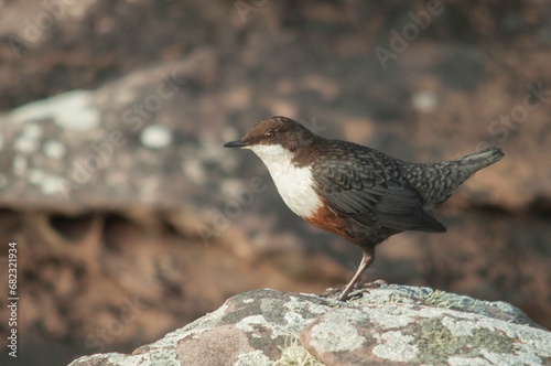 Fotografía White throated dipper