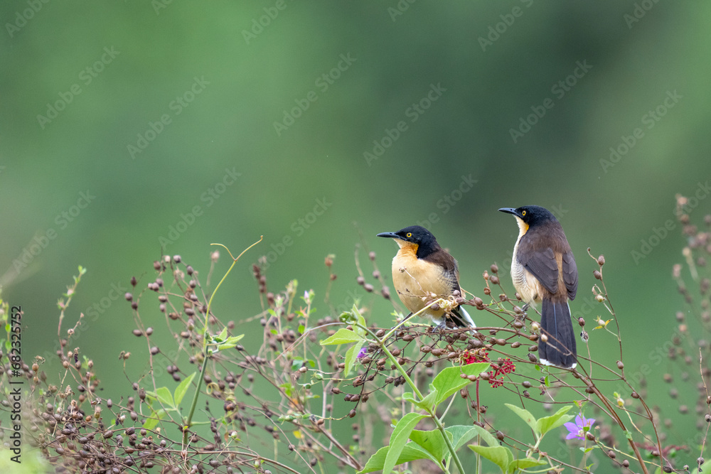 black capped donacobius in tropical Pantanal black capped donacobius in tropical Pantanal