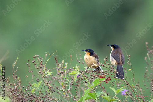 black capped donacobius in tropical Pantanal photo