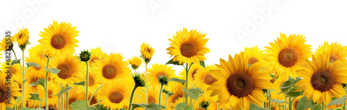 Picturesque sunflower field  cut out