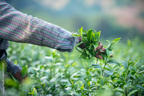 Tea garden farmers or worker wearing dresser work picking green tea leaves at tea plantation with mountain is green tea organic ิbackground business concept. photo