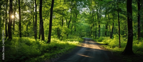 In the midst of summer, as the sun cast its gentle light on the lush green landscape, a road wound through the forest, lined with tall trees and a carpet of vibrant spring grass. The earth seemed to © 2rogan