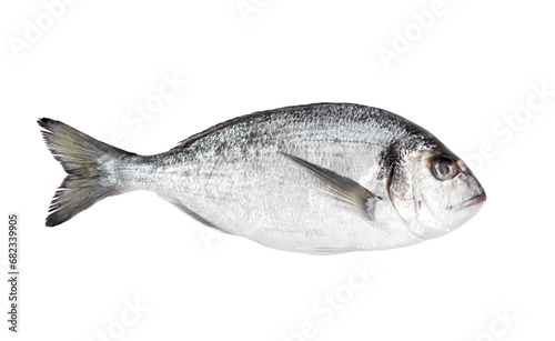 Fresh dorado fish isolated photo